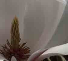 cropped